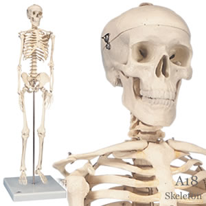 小型人体骨格模型 直立型ショーティー A18｜人体全身骨格模型