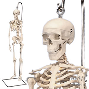 小型人体骨格模型 吊り下げ型ショーティー A18/1｜人体全身骨格模型