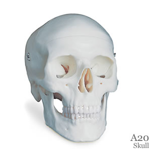 頭蓋標準型モデル A20｜頭蓋骨模型