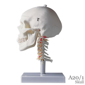 頭蓋頚椎付4分解 A20/1｜頭蓋骨模型