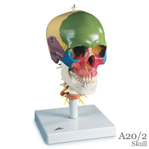 頭蓋骨模型A20/2、頸椎付属で骨別に色分け
