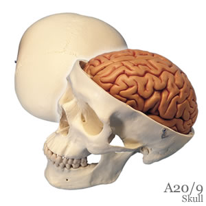 頭蓋骨模型・頭蓋、脳付、8分解模型