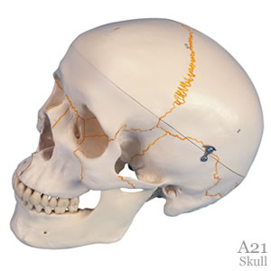 頭蓋骨模型・縫合線表示模型A21