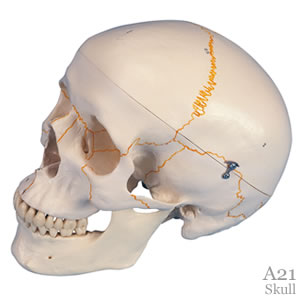 頭蓋番号表示付3分解 A21｜頭蓋骨模型