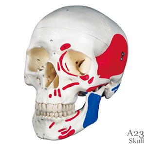 頭蓋骨模型A23 頭蓋、筋・番号表示付、3分解模型