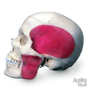 頭蓋骨模型A282・頭蓋、咀嚼筋付、半側透明8分解