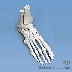 部分骨格模型・足の骨模型、脛骨・腓骨付、ワイヤーつなぎ