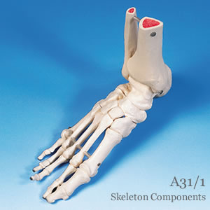 部分骨格模型・足の骨模型、脛骨・腓骨付、エラスティックコードつなぎ