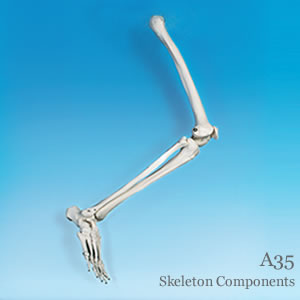 部分骨格模型・自由下肢骨模型