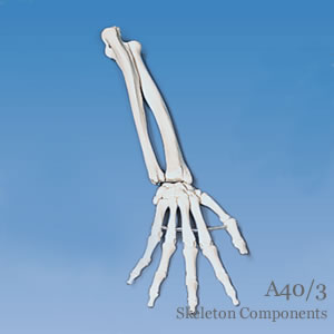 手の骨模型、前腕骨付、エラスティックコードつなぎ
