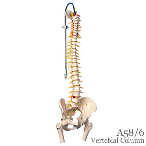 脊柱模型・脊柱可動型、延髄、馬尾、大腿骨付 A58/6