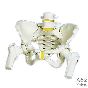 女性骨盤模型大腿骨付 A62｜骨格模型