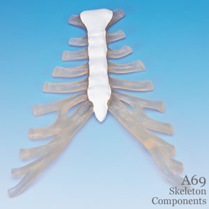 胸骨模型A69