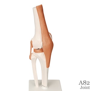 膝関節模型A82