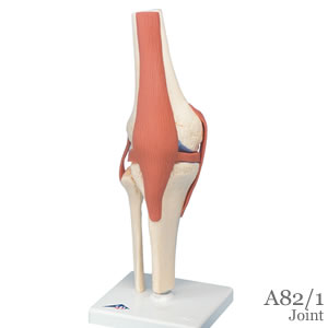 膝関節模型A82/1