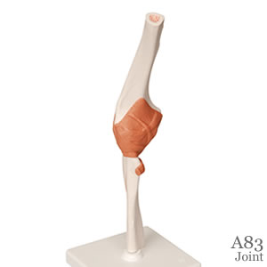 肘関節模型A83