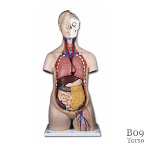 人体解剖模型B09 標準型トルソー、12分解、無性