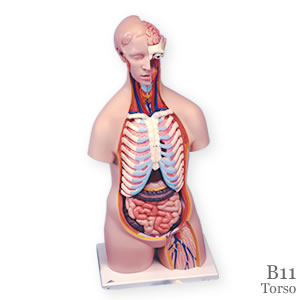 人体トルソー無性16分解模型B11｜人体解剖模型