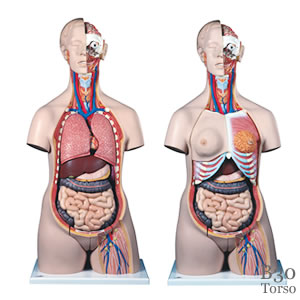 人体解剖模型B30