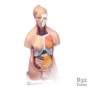 人体解剖模型B32