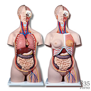 人体トルソー両性28分解模型、背側開放型B35｜人体解剖模型