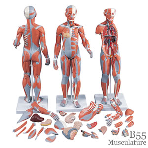 筋肉解剖、1/2倍大・33分解模型、両性