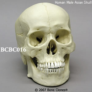 BCBC016 アジア人男性頭蓋骨模型