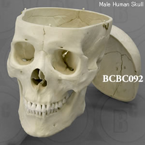 BCBC092 アジア人男性頭蓋骨模型・3分解