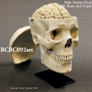 BCBC092SET アジア人男性頭蓋骨模型・3分解と脳模型のセット
