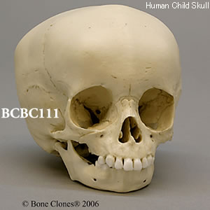 BCBC111 小児頭蓋骨模型　15ヶ月