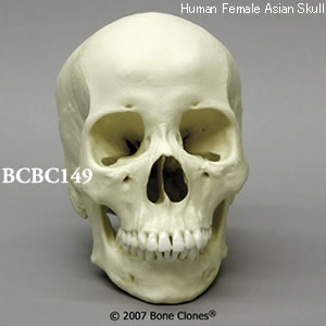 BCBC149 アジア人女性頭蓋骨模型