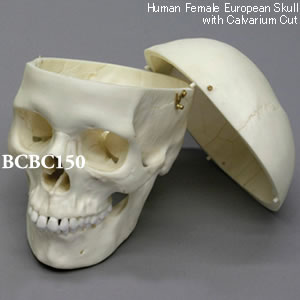 BCBC150 ヨーロッパ人女性頭蓋骨模型・3分解
