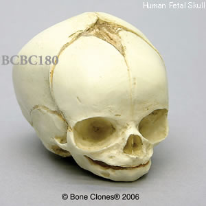 BCBC180 胎児頭蓋骨模型　31週