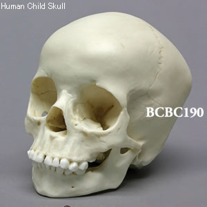 BCBC190 小児頭蓋骨模型　5才