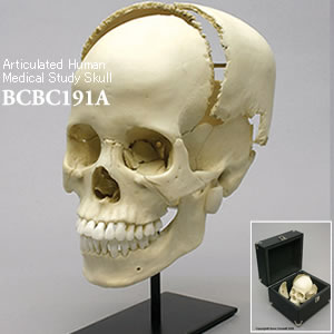 頭蓋骨模型（ケース・スタンド付属） BCBC191A