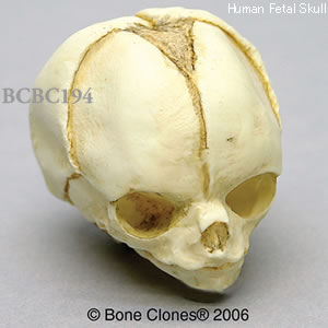 BCBC194 胎児頭蓋骨模型　20週
