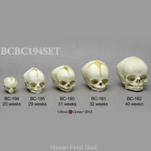 BCBC194SET 胎児頭蓋骨模型　5種セット