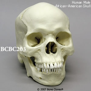 BCBC203 アフリカ系アメリカ人男性頭蓋骨模型