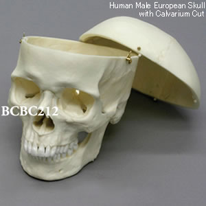 BCBC212 ヨーロッパ人男性頭蓋骨模型・3分解