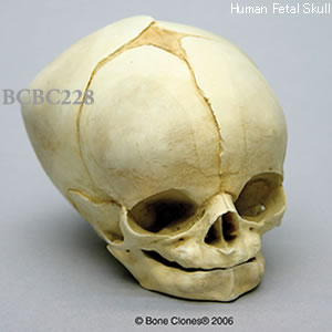 BCBC228 胎児頭蓋骨模型　40と2分の1週