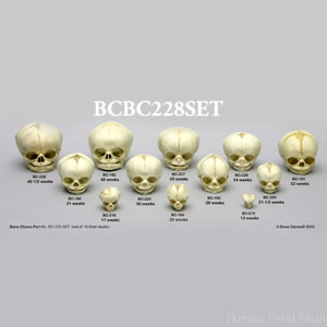 BCBC228SET 胎児頭蓋骨模型　12種セット
