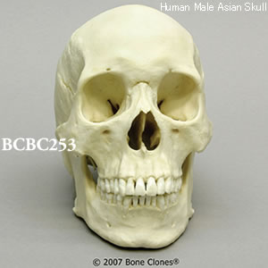 BCBC253 アジア人男性頭蓋骨模型｜精密頭蓋骨模型