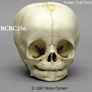 BCBC256 乳児頭蓋骨模型　4ヶ月