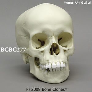BCBC277 小児頭蓋骨模型　9才