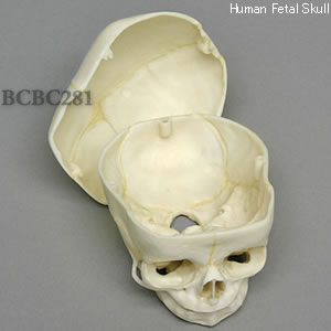 胎児頭蓋骨模型　40週・頭蓋冠分離型 BCBC281 Bone Clones ボーンクローン