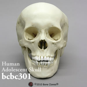 頭蓋骨模型（推定15から18才） BCBC301