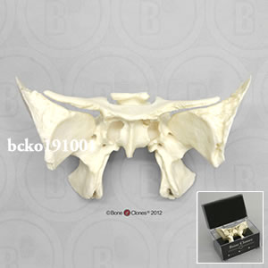 蝶形骨模型（ケース付） BCKO191001 Bone Clones ボーンクローン