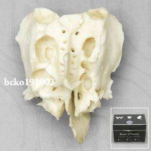篩骨模型（ケース付） BCKO191002 Bone Clones ボーンクローン