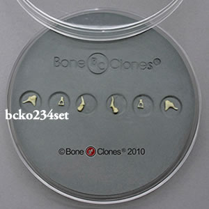 耳小骨模型 6個セット BCKO234SET Bone Clones ボーンクローン
