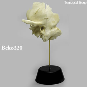3分割側頭骨模型（蝶番つなぎ） BCKO320 Bone Clones ボーンクローン